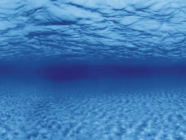 AquaNova Aquarium Posterrückwand Wurzeln und Wasser 60x30cm