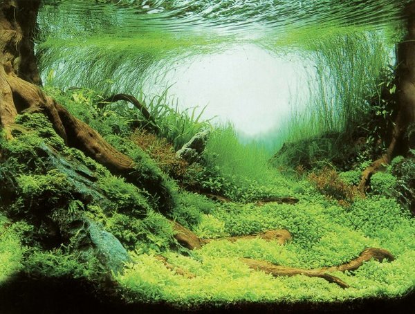 AquaNova Aquarium Posterrückwand Pflanzen und Ozean 60x30cm